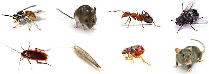 BIOFOAMPEARLS, 100% bestand tegen ongedierte!!!